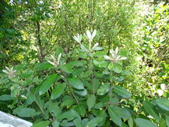 Pittosporum ralphii