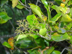 Syzygium smithii