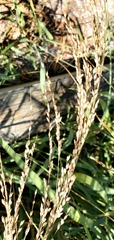 Panicum amarum