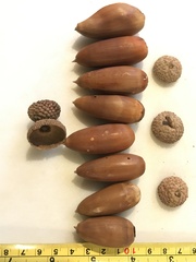 Quercus berberidifolia × lobata