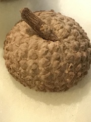 Quercus berberidifolia × lobata