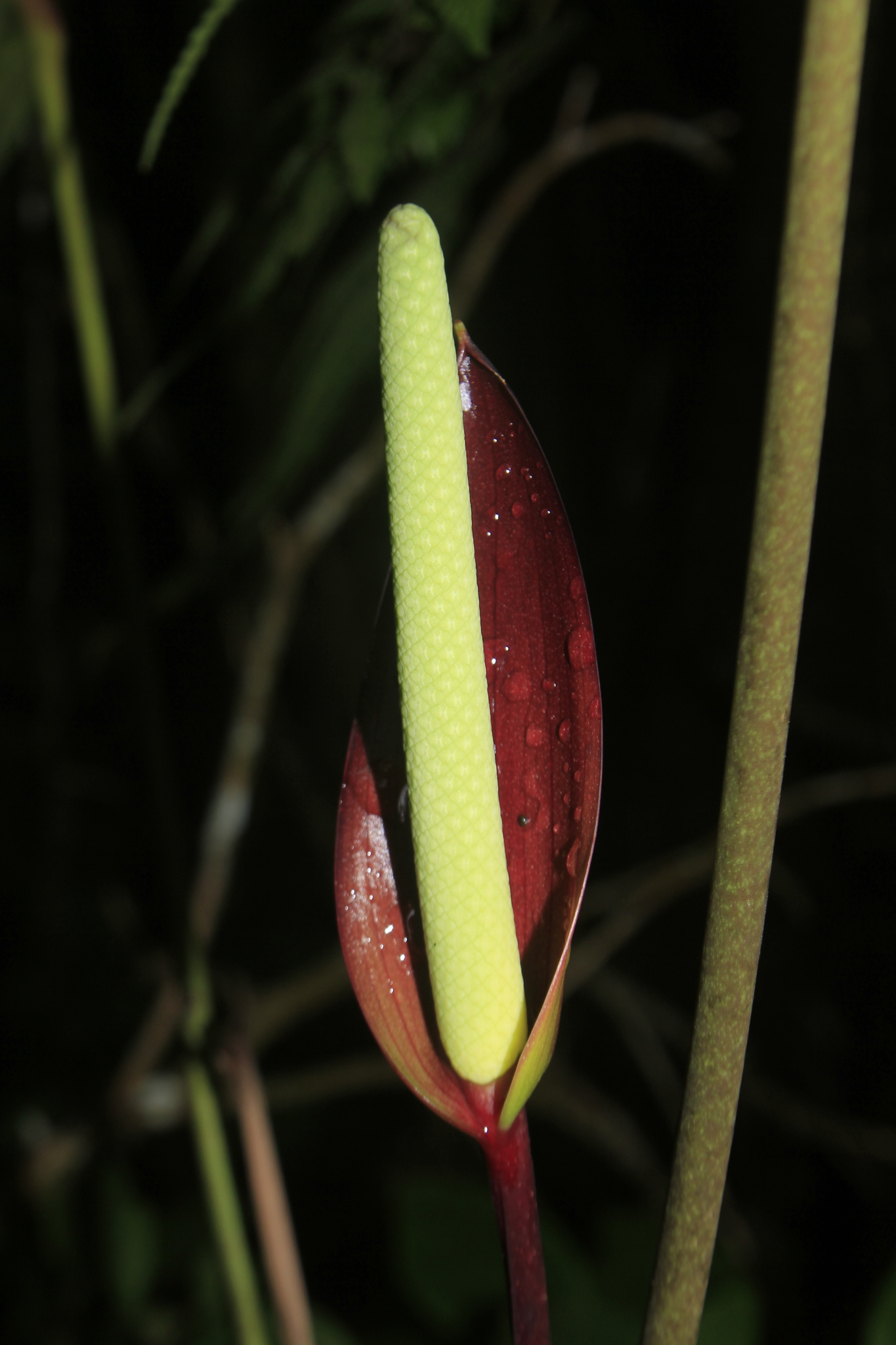 Anthurium recavum