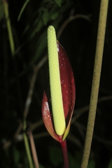 Anthurium recavum