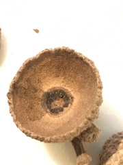 Quercus berberidifolia × lobata