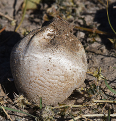 Calvatia booniana