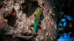 Phelsuma cepediana