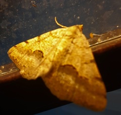 Frederickia s-signata