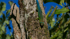 Phelsuma cepediana