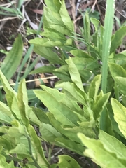 Solanum pseudocapsicum