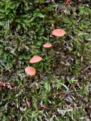 Galerina triscopa