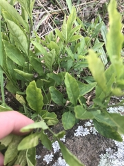 Solanum pseudocapsicum