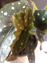 Begonia maculata