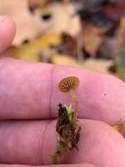 Galerina triscopa