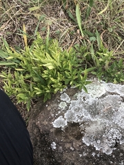 Solanum pseudocapsicum