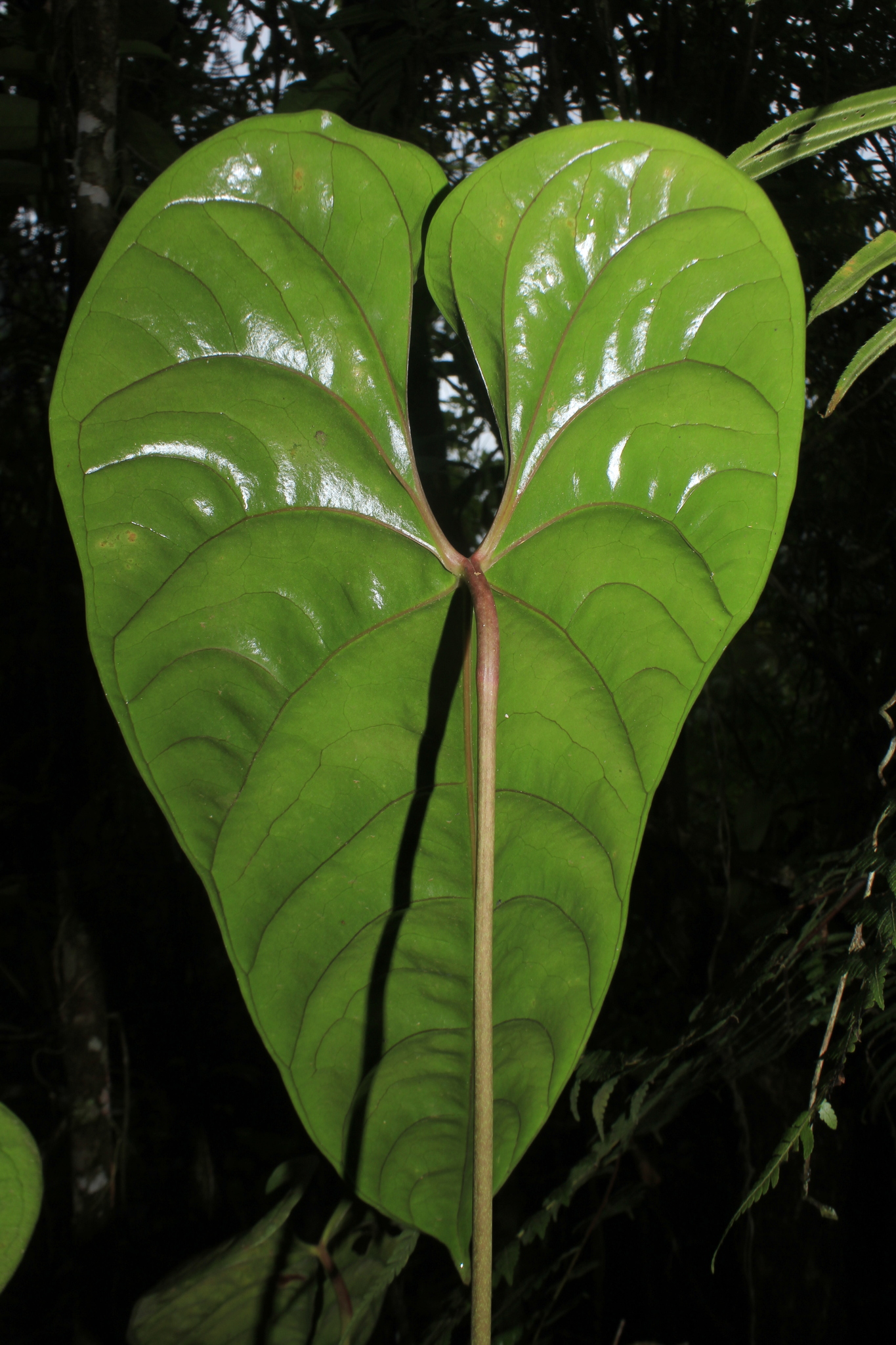 Anthurium recavum Croat 4