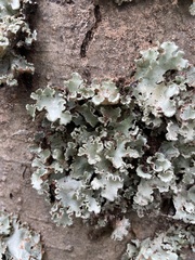 Punctelia jeckeri