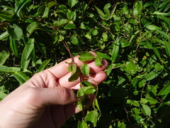Muehlenbeckia australis