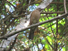 Turdus