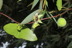 Passiflora coriacea