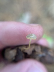 Strobilurus trullisatus