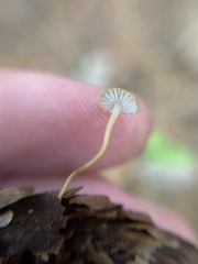 Strobilurus trullisatus