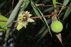 Passiflora coriacea