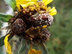 Euphoria leucographa
