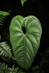 Anthurium recavum