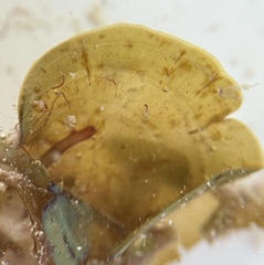 Lobophora variegata
