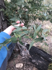 Eucalyptus elata