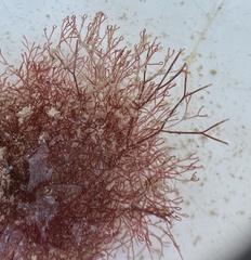 Ceramium cimbricum