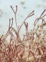 Ceramium cimbricum