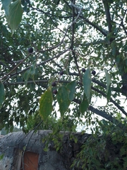 Celtis australis