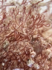 Ceramium cimbricum