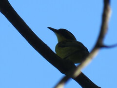 Todirostrum chrysocrotaphum