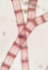 Ceramium cimbricum