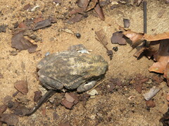 Rhinella major
