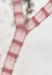 Ceramium cimbricum