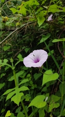 Ipomoea trifida