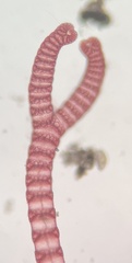 Ceramium cimbricum