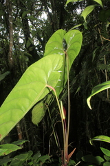 Anthurium recavum