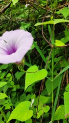 Ipomoea trifida