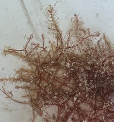 Spyridia hypnoides