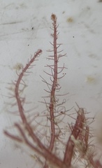 Spyridia hypnoides