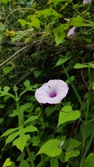 Ipomoea trifida