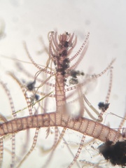 Spyridia hypnoides