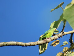 Brotogeris sanctithomae