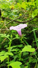 Ipomoea trifida