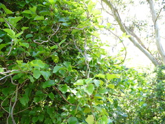 Muehlenbeckia australis