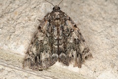 Catocala lacrymosa